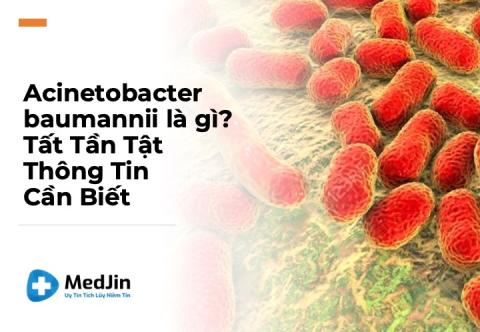 Acinetobacter baumannii là gì? Tất Tần Tật Thông Tin Cần Biết