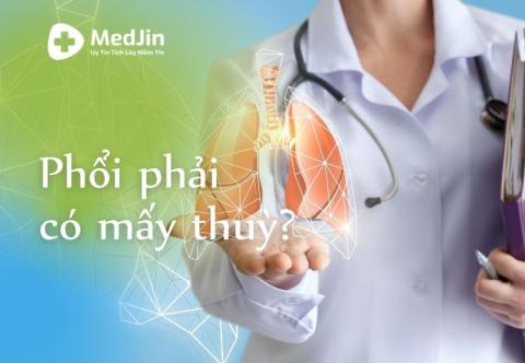 Phổi phải có mấy thùy? Chức năng chính của các thùy là gì?