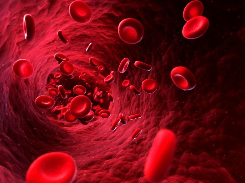 Giải đáp thắc mắc “Trong cơ thể người có bao nhiêu lít máu?”